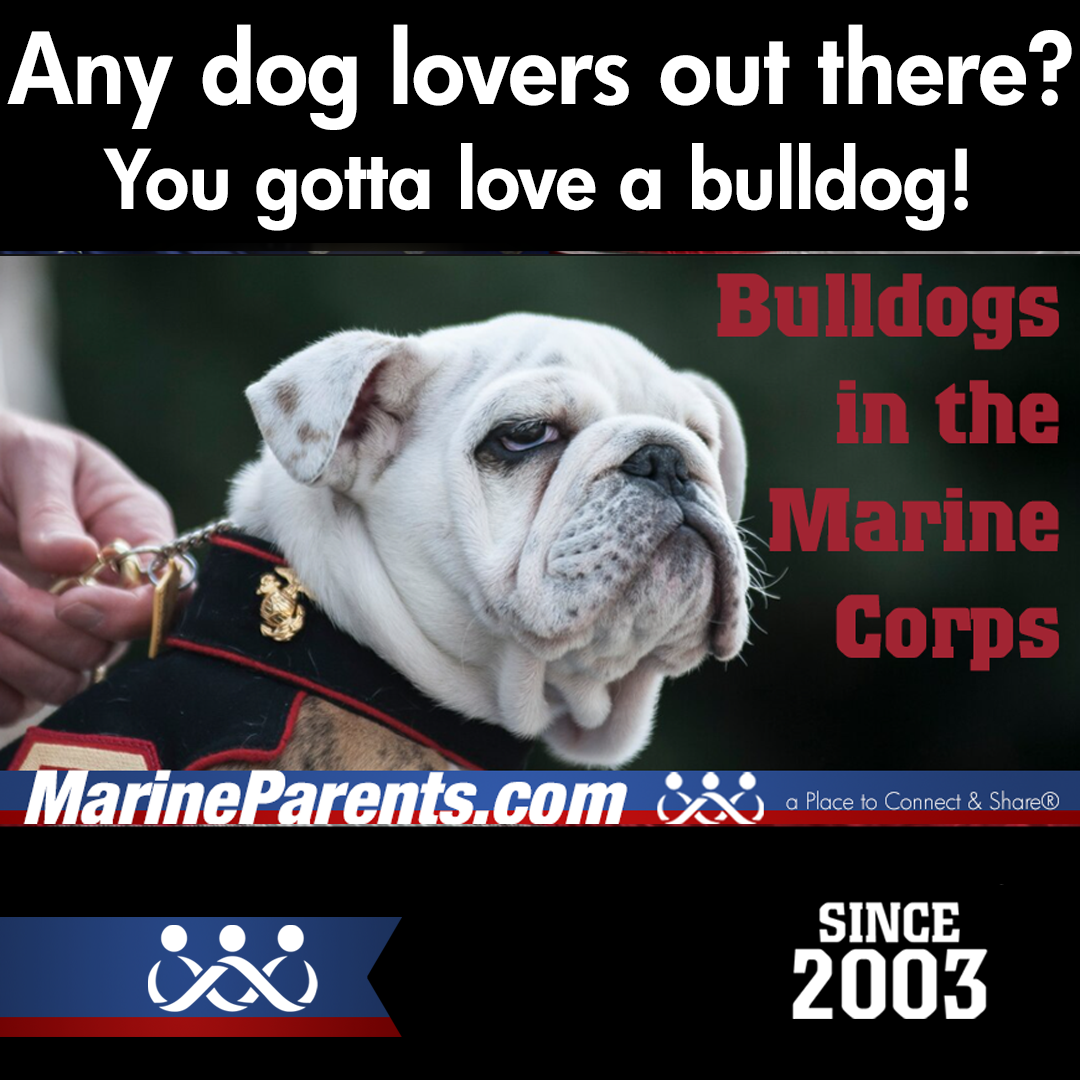 Bulldogs in the Marine Corps