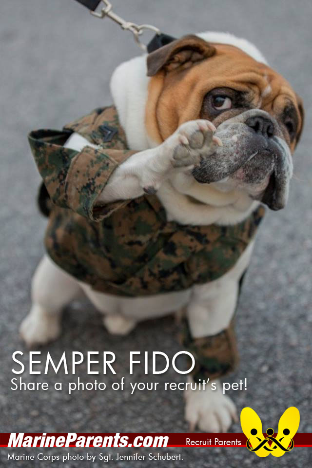 rp-fb-tl-share-pets.jpg?profile=RESIZE_710x